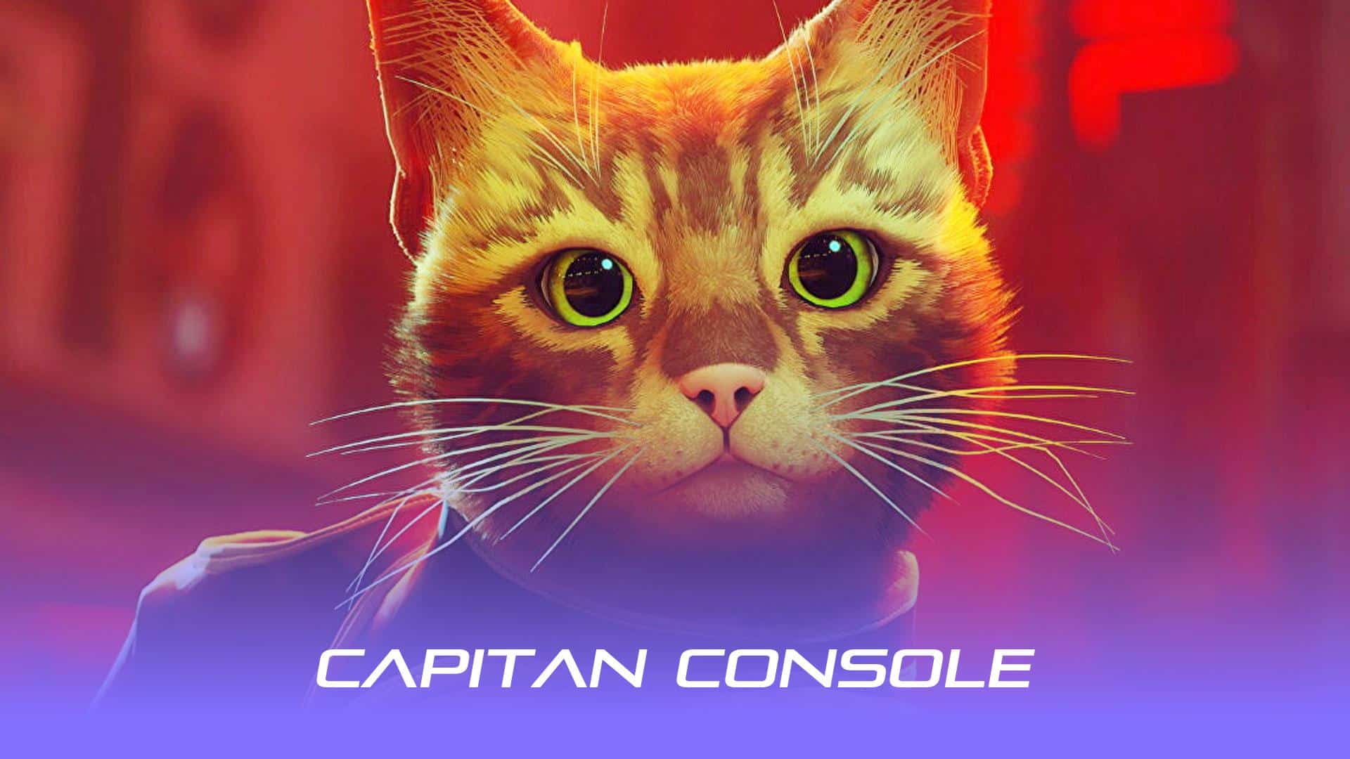 گربهٔ بینام (Stray Cat)